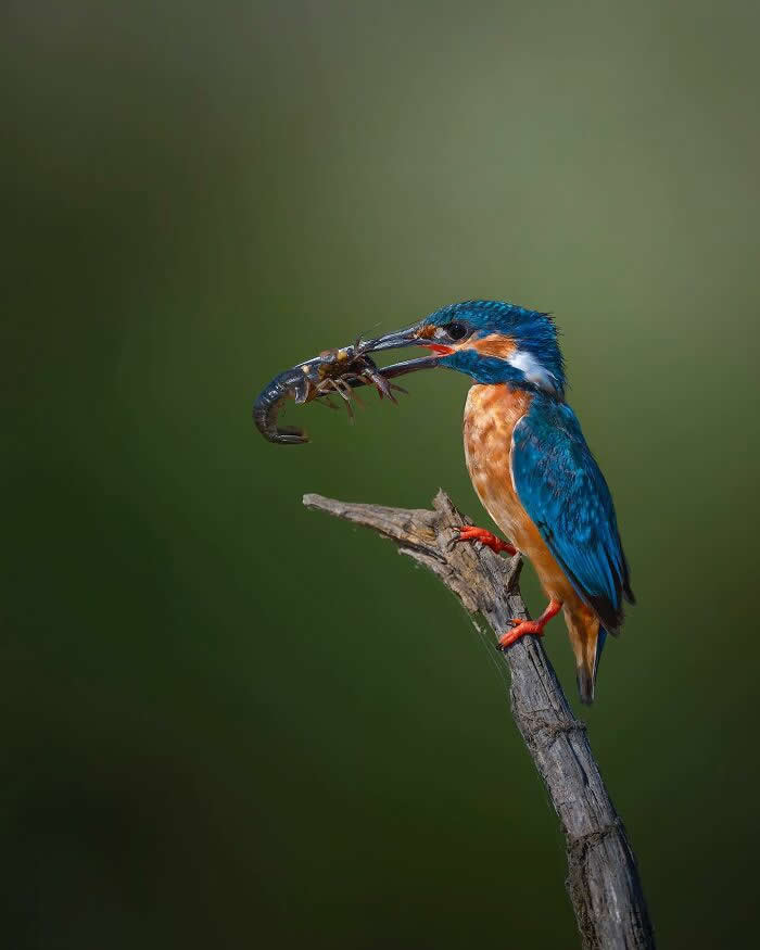 A colorful kingfisher perched on a thin branch holds a crayfish in its beak, sharply focused against a smooth green blurred background.