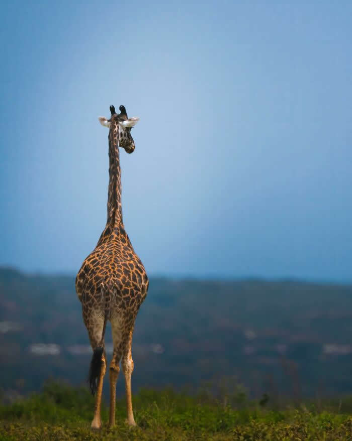 A single giraffe standing upright in an open landscape, framed against a wide blue sky with distant hills softly blurred in the background.