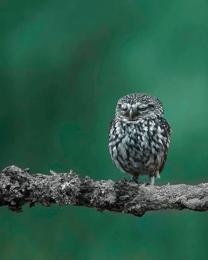 A small owl perched on a textured branch with eyes closed, set against a smooth green blurred background, creating a calm and minimal scene.