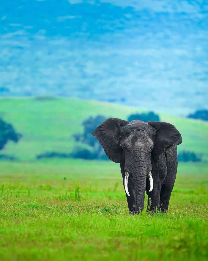 An elephant walking forward in a green grassy field, framed against soft rolling hills and a blurred blue-green background.