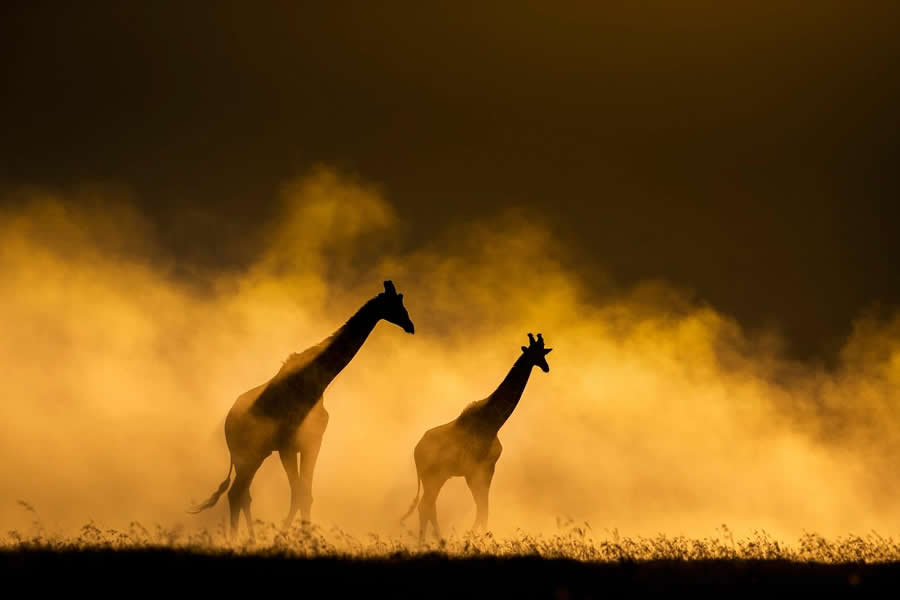 "Gold Dust" by Ranganathan Mukkai, India, Reticulated giraffe - Remembering Wildlife Giraffes Competition Winners