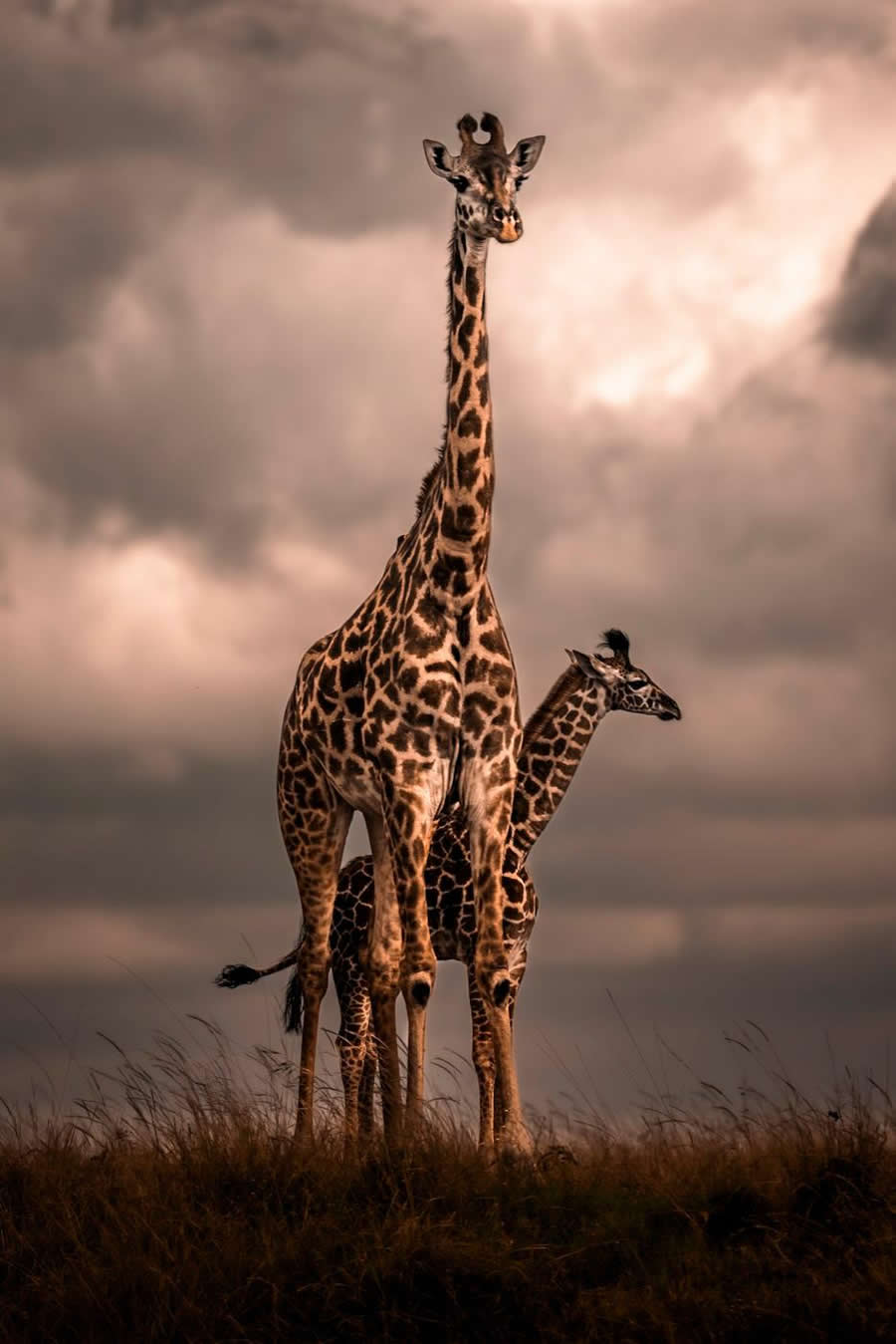 "Motherhood" by Nili Gudhka, Kenya, Masai giraffe - Remembering Wildlife Giraffes Competition Winners