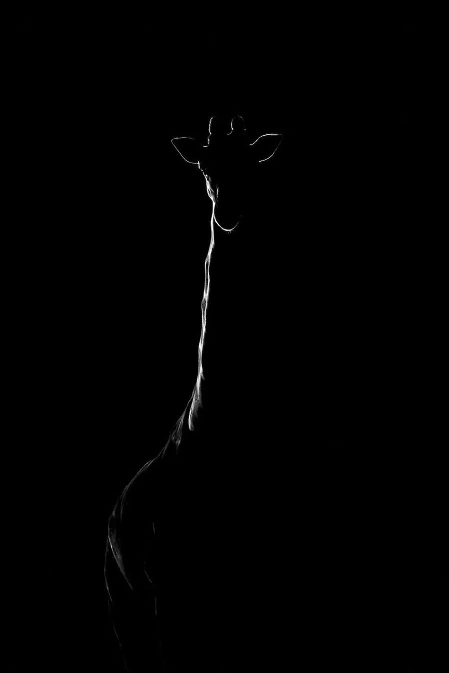 "Drawn by Light" by Nadine Villabruna, Switzerland, Reticulated giraffe - Remembering Wildlife Giraffes Competition Winners