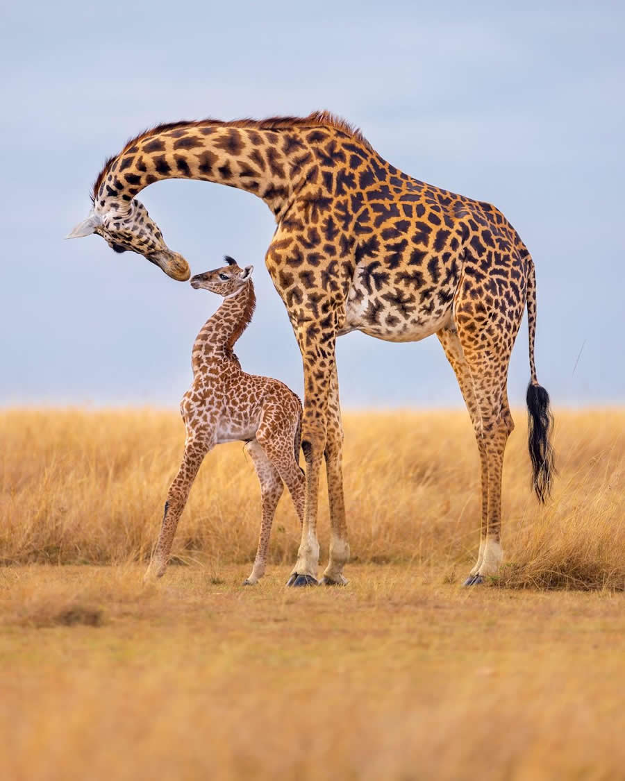"A mother's love" by Thomas Nicholson, USA, Masai giraffe - Remembering Wildlife Giraffes Competition Winners