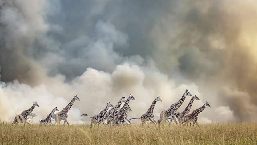 "Fire!" by Vicki Santello, USA, Masai giraffe - Remembering Wildlife Giraffes Competition Winners