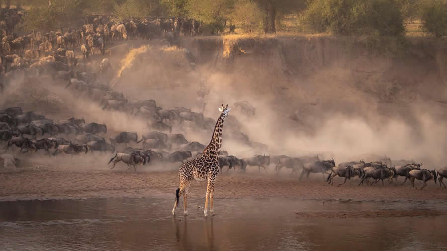 "Front Row Seat" by Tomasz Szpila, Poland, Masai giraffe - Remembering Wildlife Giraffes Competition Winners