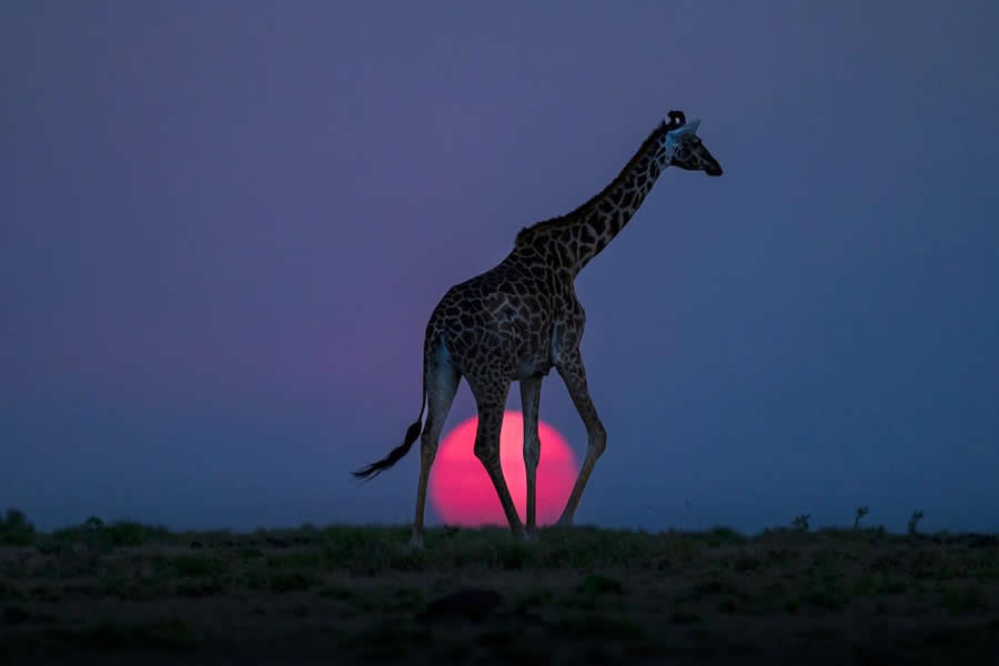 "Stepping Over" by Laura Romin, USA, Masai giraffe - Remembering Wildlife Giraffes Competition Winners
