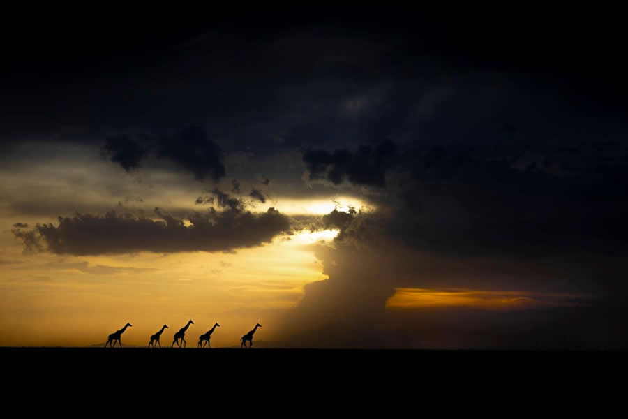 "Stormy Giraffes" by Uli Hergesell-Bulian, Germany, Masai giraffe - Remembering Wildlife Giraffes Competition Winners