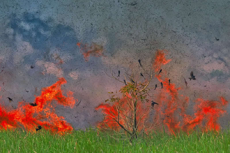 Finalist: "Wings of Courage" by Kallol Mukherjee - The Nature Photography Contest Wildlife and Birds Winners