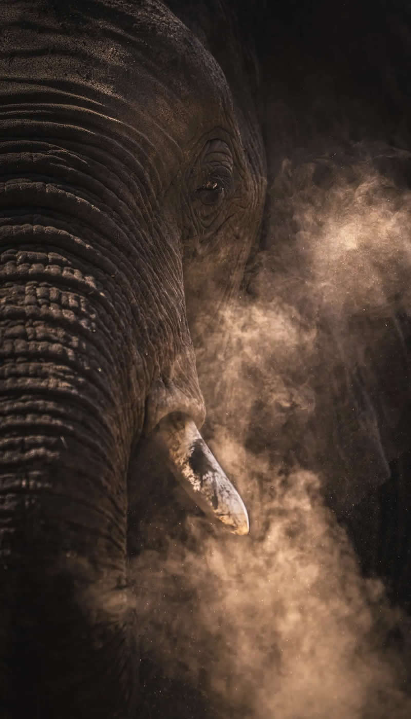 Finalist: "Through the Smoke" by Sam Sammia - The Nature Photography Contest Wildlife and Birds Winners