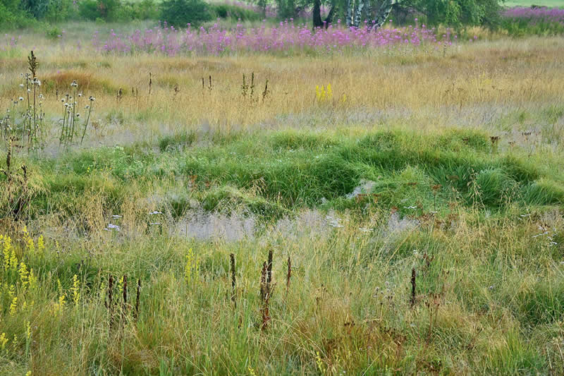 Highly Commended: "Mountain Peat Bog" by Albert Ceolan - Garden Photographer of the Year Wildflower Landscapes Winners