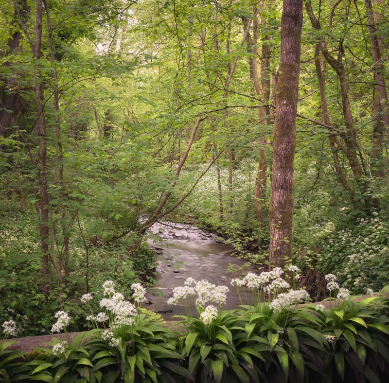 Commended: "Woodland Dawn" by David G Jones - Garden Photographer of the Year Wildflower Landscapes Winners