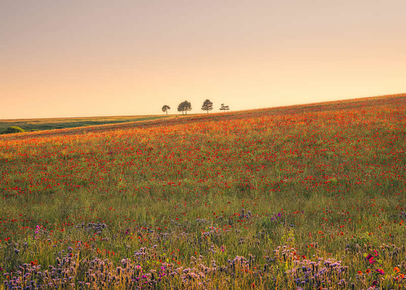 Finalist: "Downland Delight" by Ian Brierley - Garden Photographer of the Year Wildflower Landscapes Winners