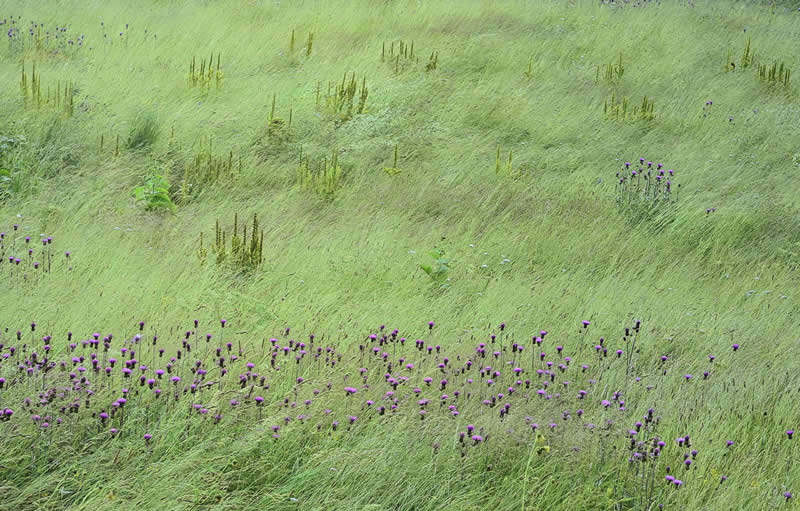 Finalist: "The High-Altitude Meadow" by Albert Ceolan - Garden Photographer of the Year Wildflower Landscapes Winners