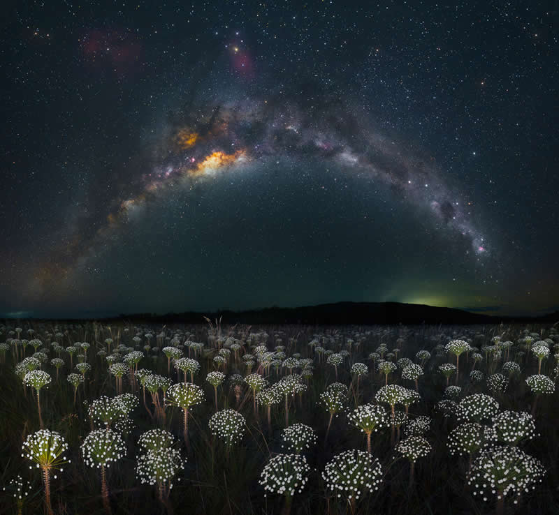 Highly Commended: "Botanical Fireworks" by Marcio Cabral - Garden Photographer of the Year Wildflower Landscapes Winners