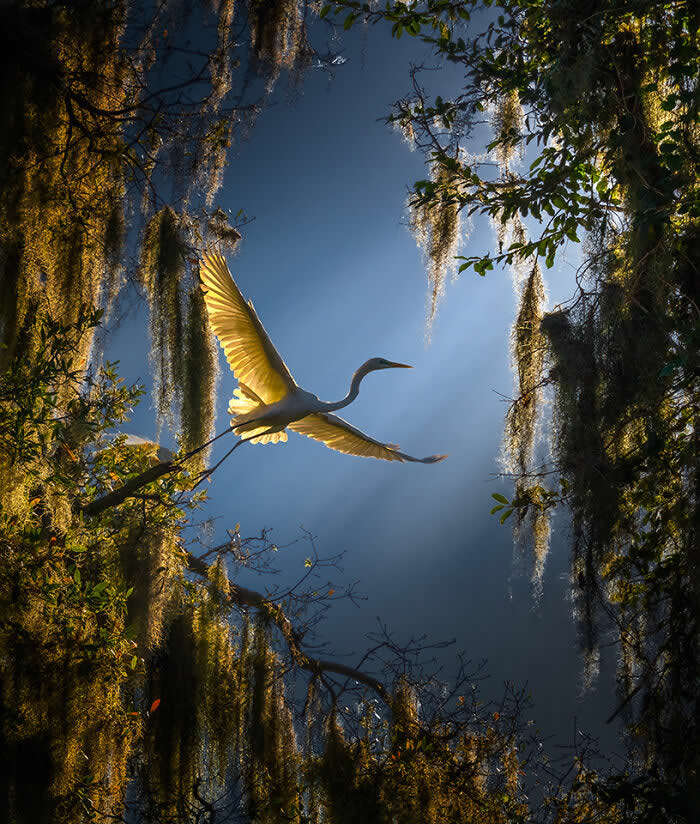 A Great Egret flying gracefully through a forest framed by hanging moss and branches, illuminated by warm golden sunlight against a deep blue sky, creating a dramatic and ethereal scene.