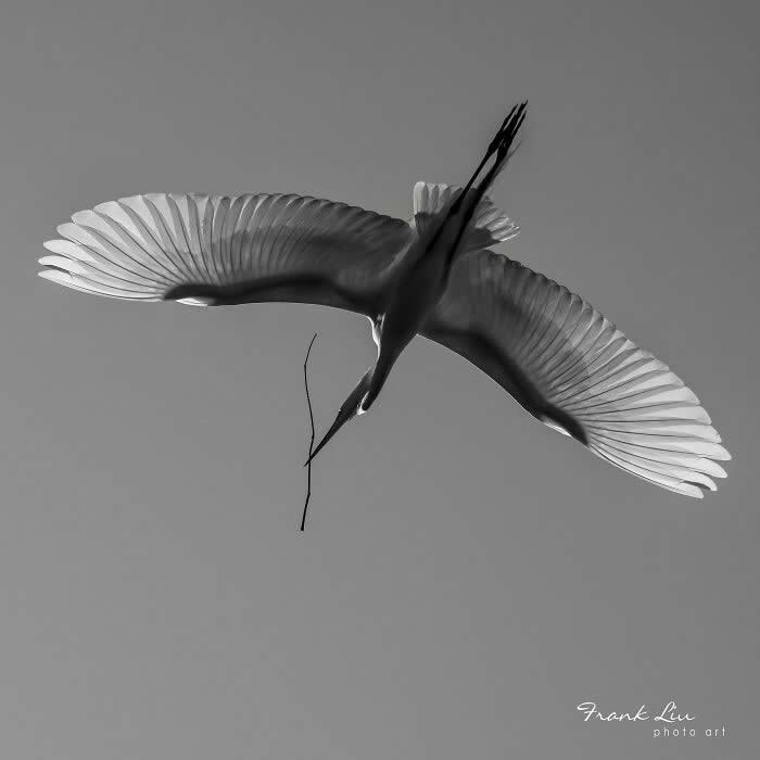 Black and white image of a Great Egret in flight viewed from below, wings fully spread in symmetry, holding a small twig in its beak against a clean, minimal sky background.