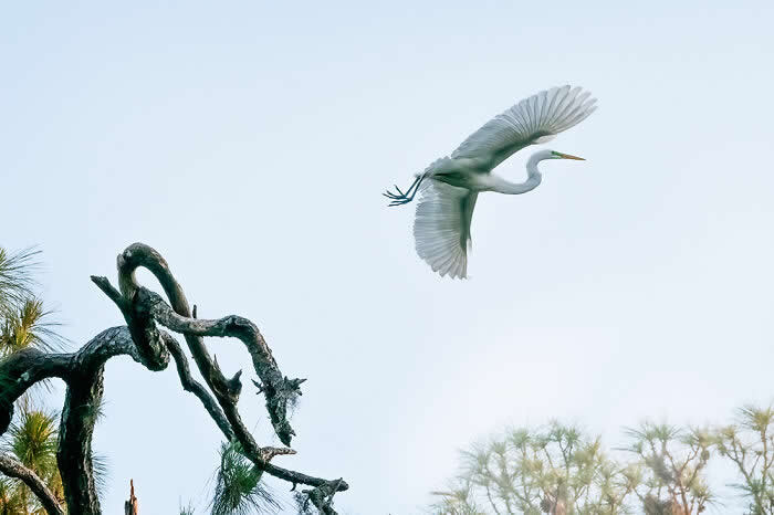 A Great Egret flying gracefully with wings spread against a pale sky, moving away from a twisted tree branch on the left, creating a minimal and serene composition with soft natural tones.