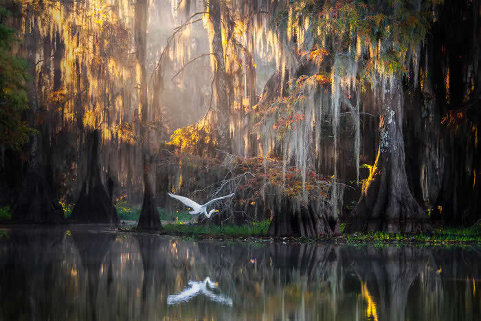 A Great Egret flying low over calm water in a misty swamp, surrounded by tall trees draped in moss and glowing in warm golden light, with its reflection mirrored on the water’s surface.