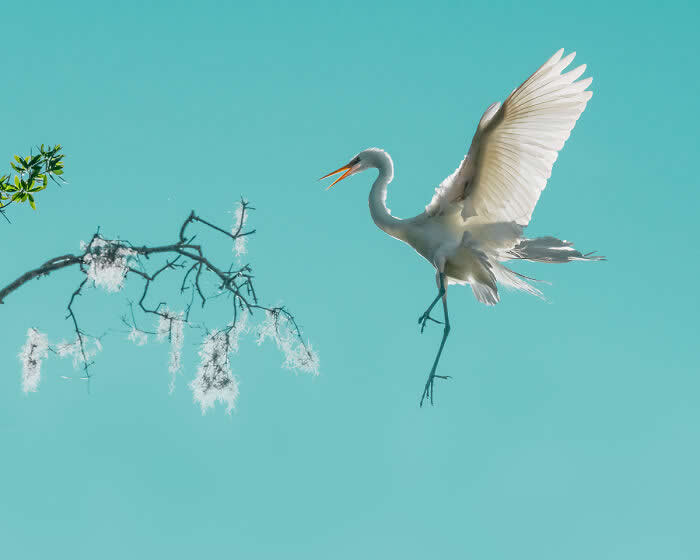 A Great Egret hovering mid-air with wings fully spread and legs extended, approaching a bare branch with hanging moss, set against a clean turquoise-blue sky.