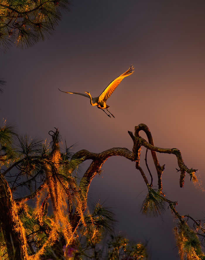 A Great Egret flying above twisted tree branches at sunset, its wings glowing in warm orange light against a dusky sky, with moss-covered limbs adding texture to the dramatic scene.