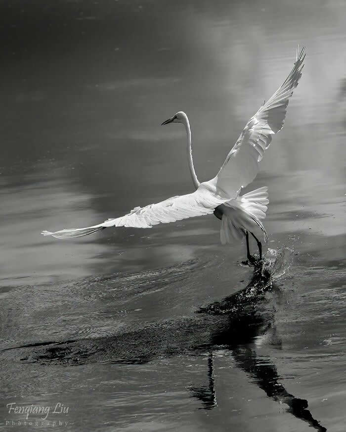 A Great Egret landing on water with wings fully extended, creating ripples and a reflection beneath it, captured in a soft monochrome scene with smooth, misty tones.