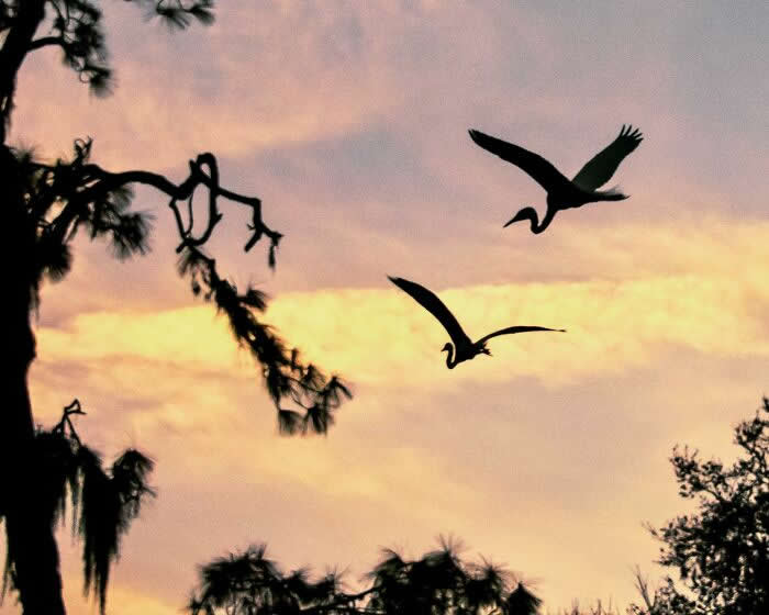 Two Great Egrets flying in silhouette against a warm sunset sky, framed by dark tree branches, creating a peaceful and atmospheric evening scene.