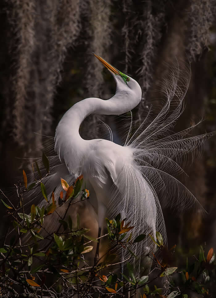 A Great Egret standing among branches with delicate breeding plumage flowing like fine threads, its neck elegantly curved and beak pointed upward, set against a softly blurred background of hanging moss.