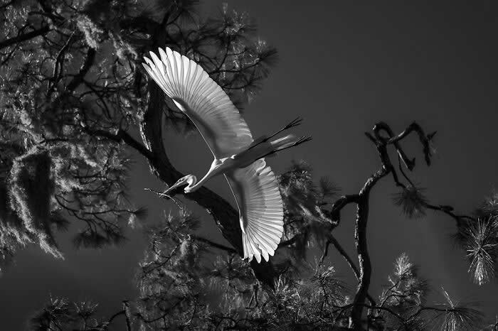 Black and white image of a Great Egret gliding with wings fully extended among twisted tree branches, holding a twig in its beak, creating a striking contrast against a dark sky.