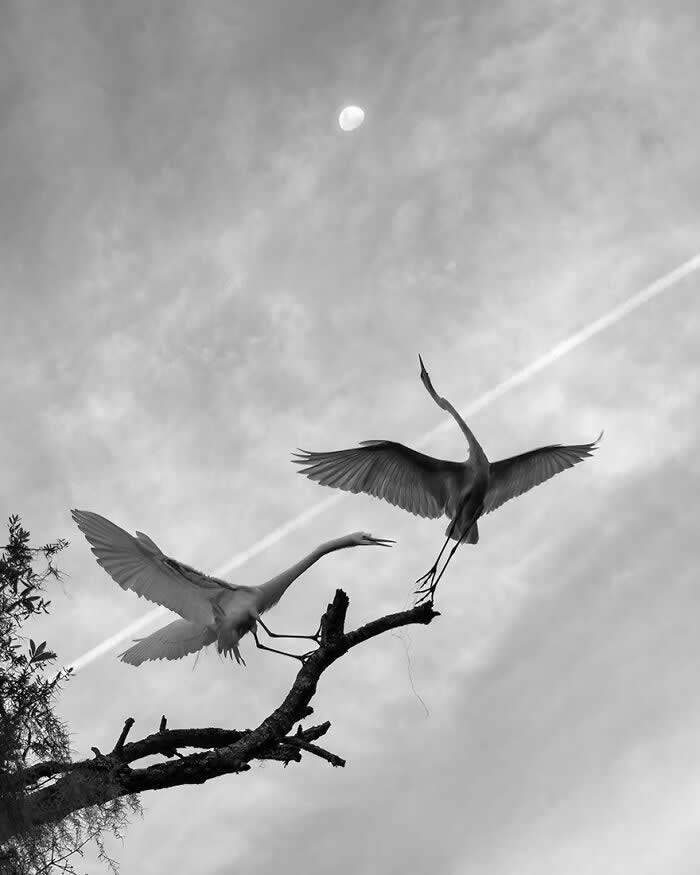 Black and white image of two Great Egrets interacting on a tree branch, one landing and the other reaching out, set against a cloudy sky with a visible moon and a faint jet trail crossing the scene.
