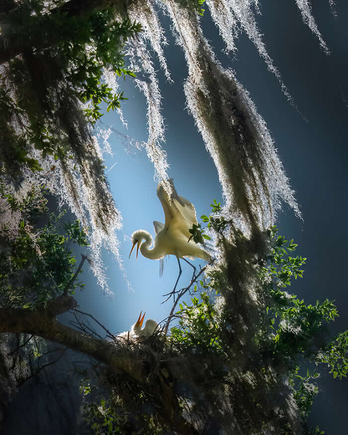 A Great Egret perched above its nest among tree branches and hanging moss, illuminated by soft sunlight from above, with another egret below, creating a layered, intimate view of wildlife in a forest canopy.