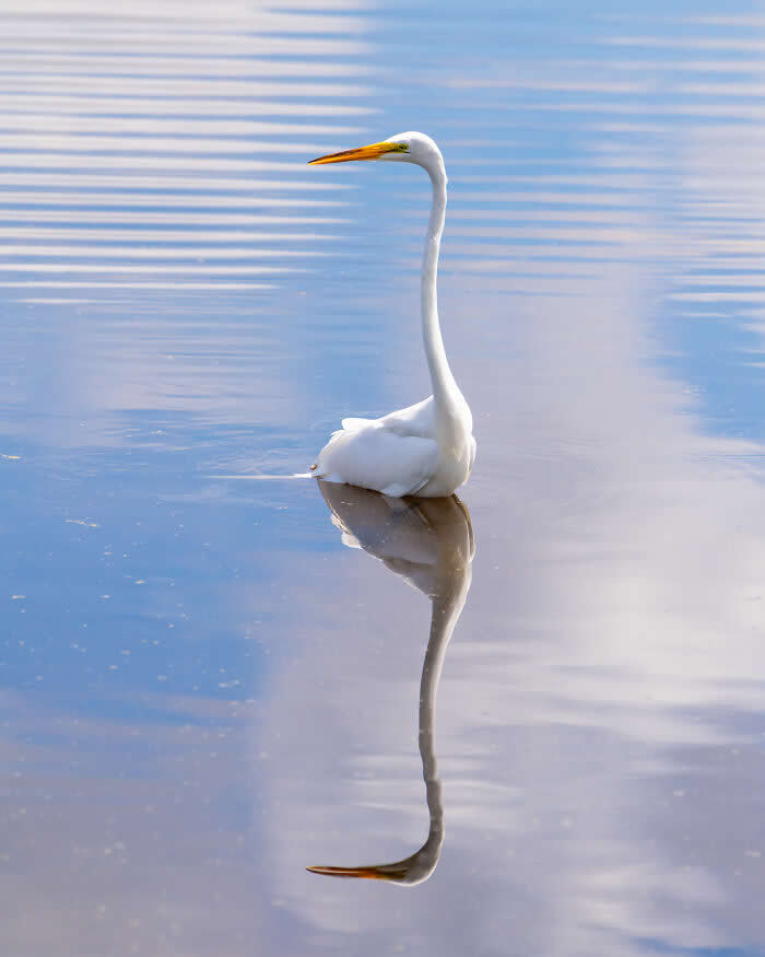 A Great Egret standing calmly in shallow water with a clear reflection beneath it, surrounded by soft ripples and gentle blue tones, creating a peaceful and minimalist composition.