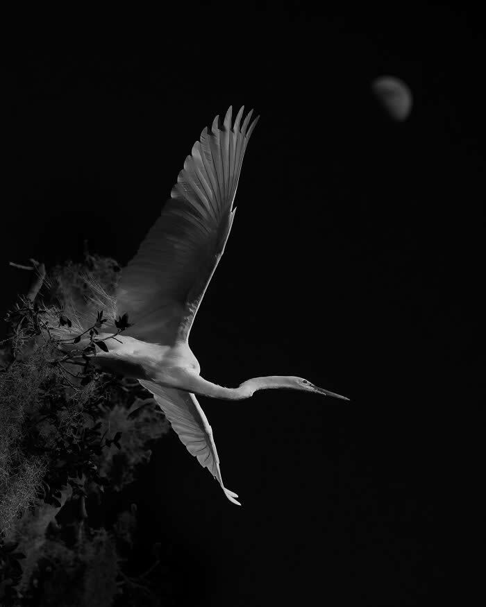 Black and white image of a Great Egret in flight emerging from dark foliage, wings fully extended against a deep black sky, with a faint moon visible in the background creating a dramatic, minimalist scene.