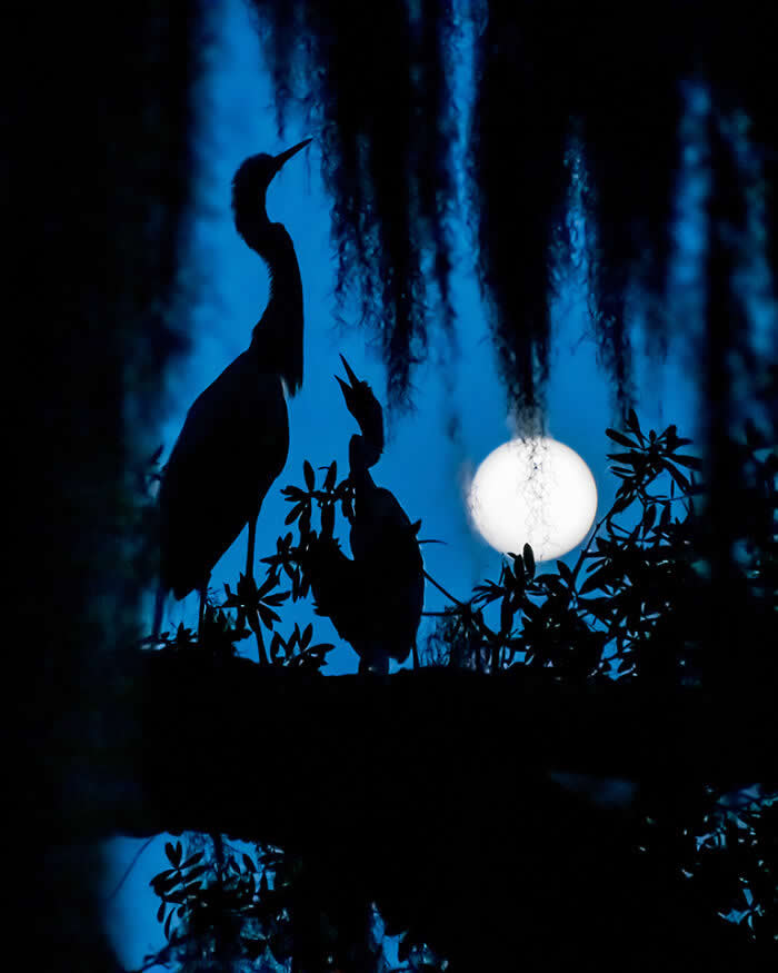 Silhouettes of two Great Egrets perched among foliage at night, framed by hanging moss and a glowing full moon in the background, creating a serene and atmospheric blue-toned scene.