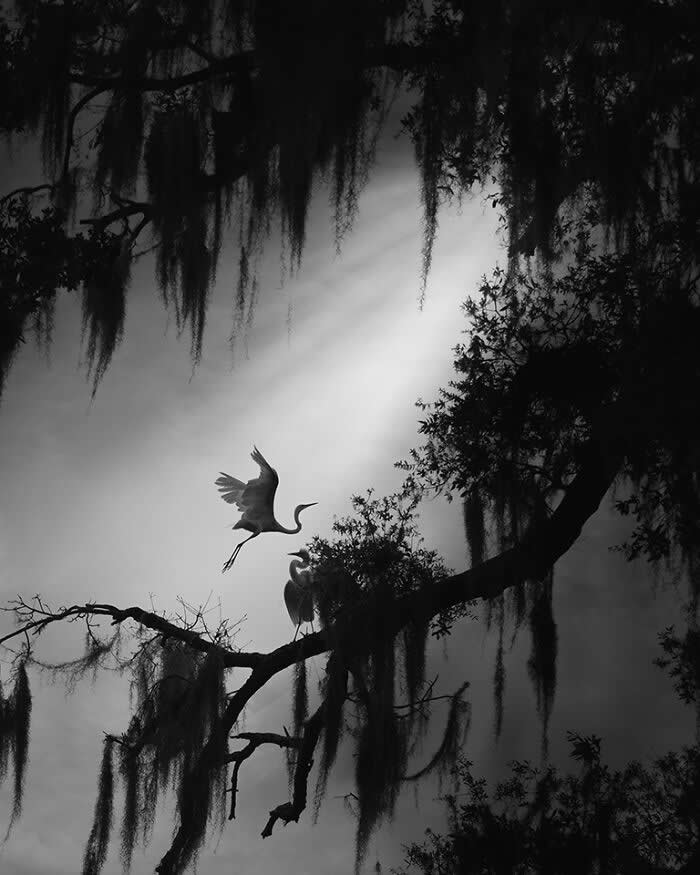 Black and white image of two Great Egrets on a tree branch, one landing with wings spread and the other perched, surrounded by hanging moss and soft light filtering through a misty forest.
