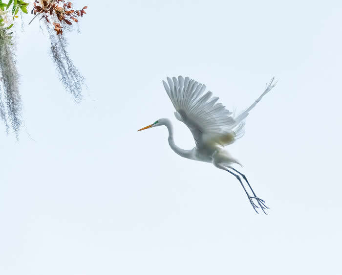 A Great Egret in mid-flight with wings softly spread, gliding through a pale, minimal sky, with delicate details of feathers visible and a small branch with leaves in the corner adding subtle context.
