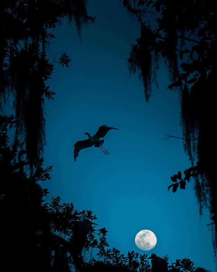 A Great Egret flying in silhouette against a deep blue night sky, framed by dark tree branches and hanging moss, with a bright full moon glowing below, creating a calm and cinematic scene.