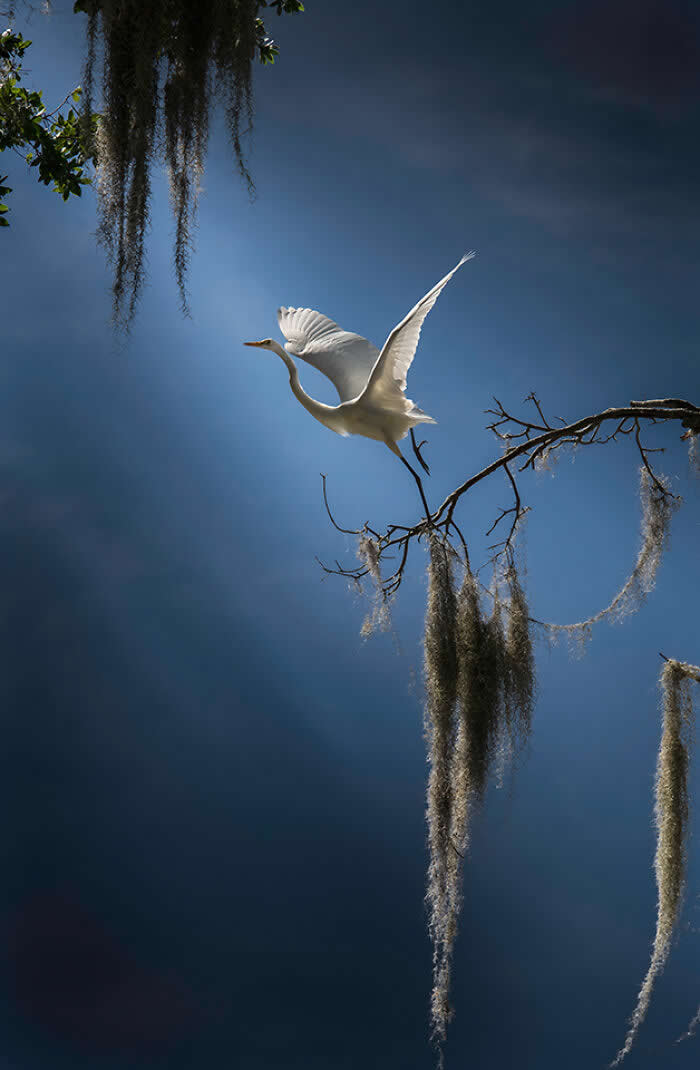 A Great Egret taking off from a branch with wings spread wide, illuminated by soft sunlight against a deep blue sky, with hanging moss adding texture and depth to the composition.