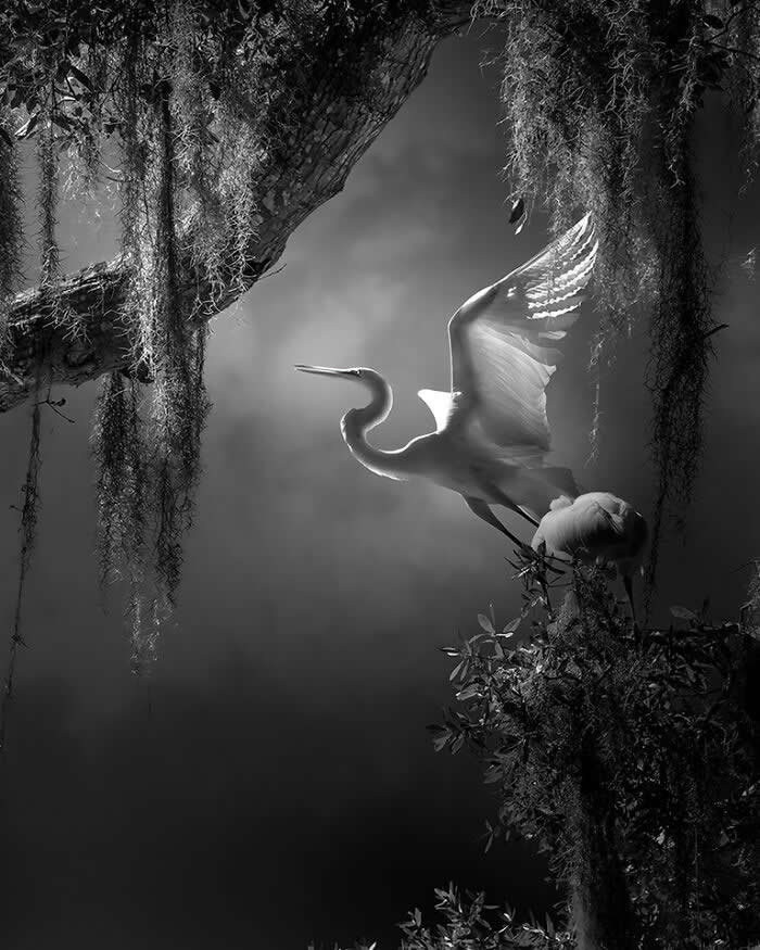 Black and white image of a Great Egret perched on a moss-covered branch with wings partially spread, softly illuminated by light filtering through hanging moss, creating a dramatic and ethereal forest scene.