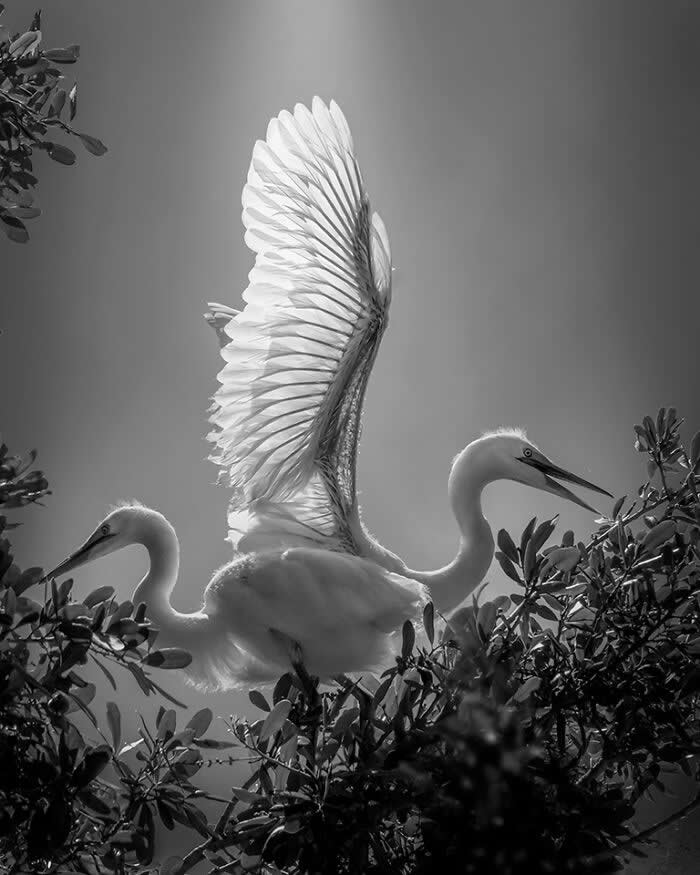Black and white image of two Great Egrets perched among leafy branches, one with wings raised and backlit to reveal intricate feather details, creating a soft, luminous and balanced composition.