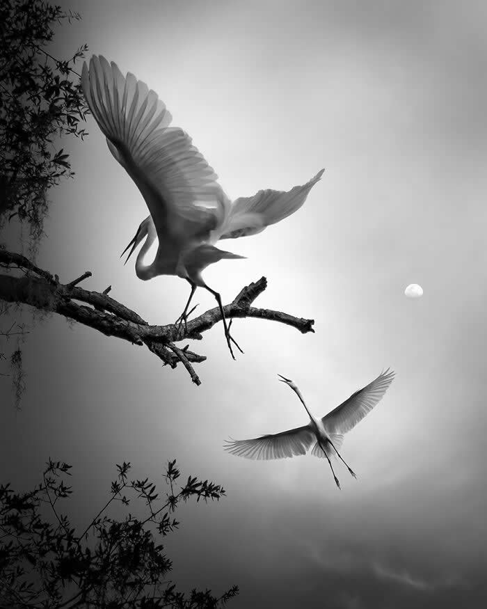 Black and white image of two Great Egrets, one perched on a branch with wings spread and another flying below, set against a cloudy sky with a visible moon, creating a dramatic and serene composition.