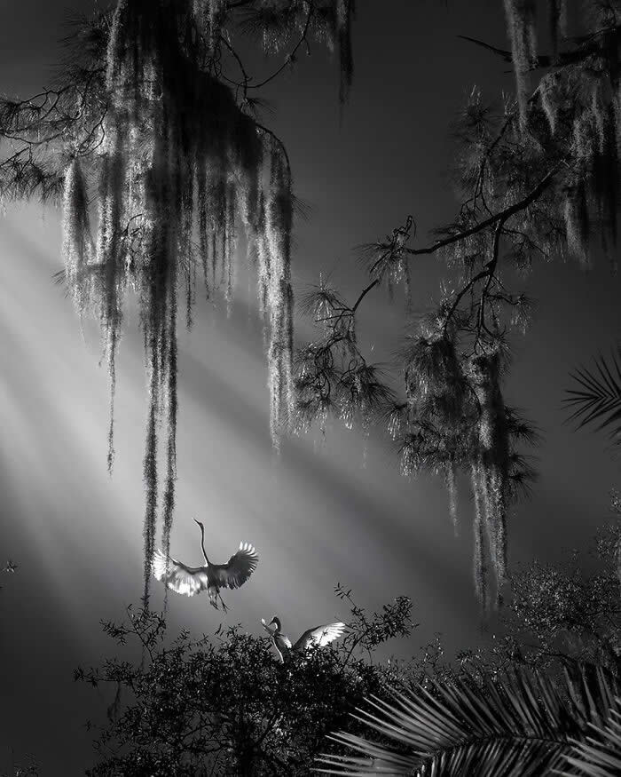 Black and white scene of two Great Egrets in a forest, one in mid-flight and another perched below, illuminated by soft rays of light filtering through hanging moss and branches, creating a moody, ethereal atmosphere.