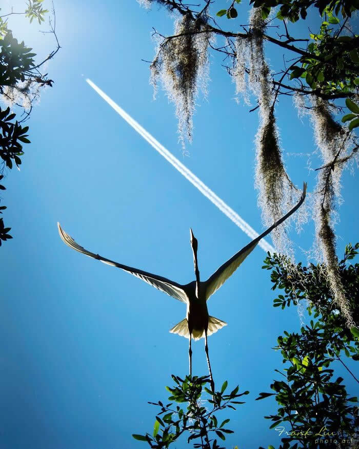 A Great Egret seen from below in mid-flight with wings fully extended, silhouetted against a bright blue sky, with a jet trail above and framed by tree branches and hanging moss.