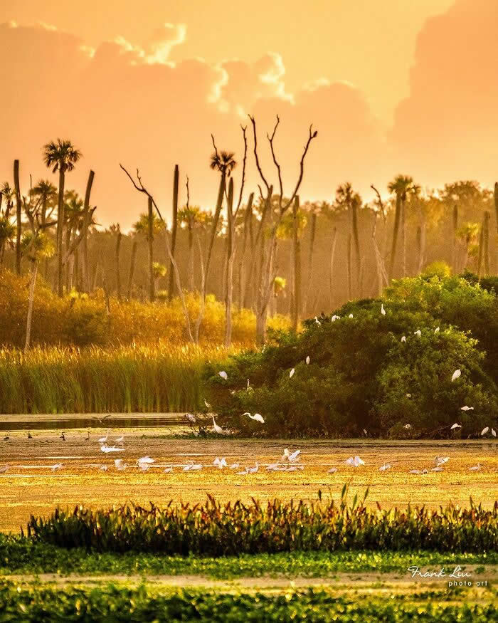 A serene wetland scene at golden hour with multiple Great Egrets scattered across shallow water and greenery, surrounded by tall grasses, trees, and warm sunset light creating a peaceful natural landscape.