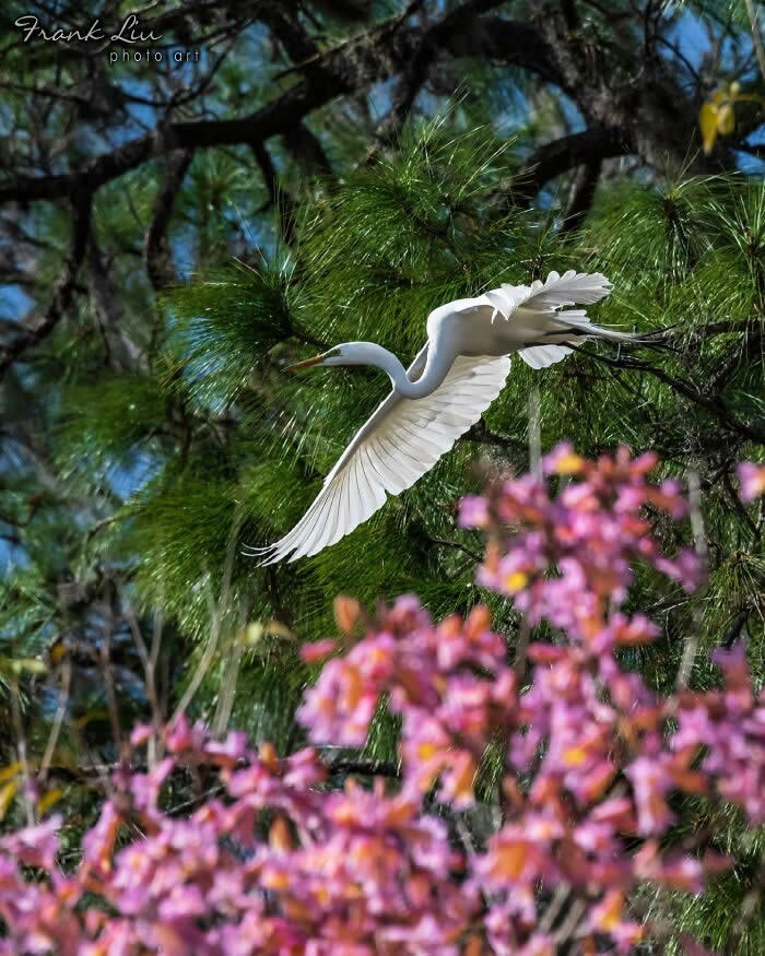 A Great Egret flying gracefully with wings spread, captured against green pine foliage, with soft pink blossoms blurred in the foreground, creating a vibrant and layered natural scene.