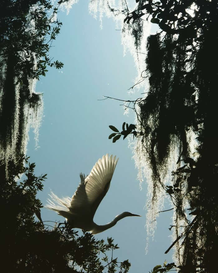 A Great Egret in mid-flight viewed from below, its wings glowing softly against a pale blue sky, framed by dark silhouettes of trees and hanging moss, creating a dramatic contrast of light and shadow.