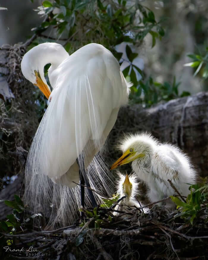 An adult Great Egret standing beside its nest with two fluffy chicks, gently interacting as one chick looks up, surrounded by branches and greenery in a calm, intimate wildlife scene.