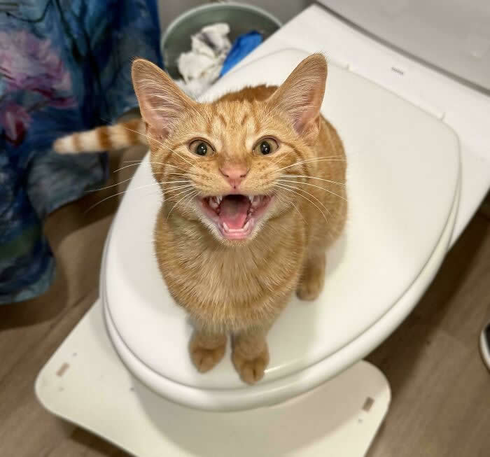 An orange tabby cat stands on a closed toilet seat with its mouth wide open as if loudly meowing or screaming at the camera.