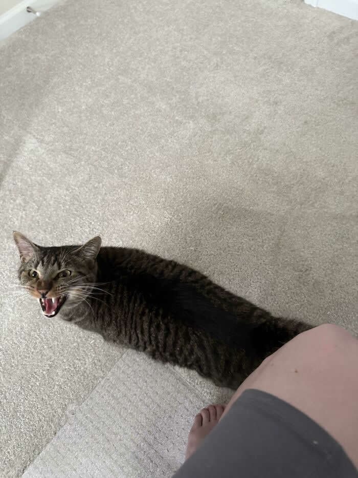 A long-haired tabby cat walks beside a person on a carpeted floor with its mouth open, appearing to loudly meow or complain while looking upward.