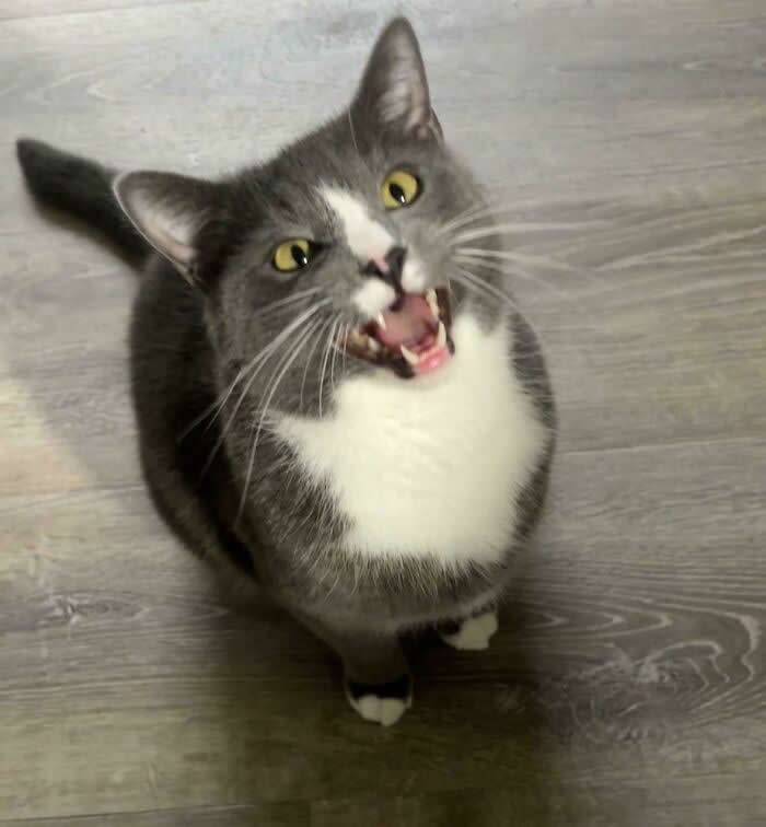 A gray-and-white cat sits on a wooden floor looking upward with its mouth open, appearing to loudly meow or demand attention.